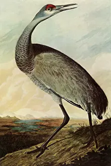 Canadensis: Sandhill Crane