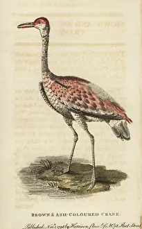Grus: Sandhill crane, Grus canadensis