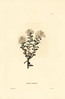 Kalmia: Sandmyrtle, Kalmia buxifolia