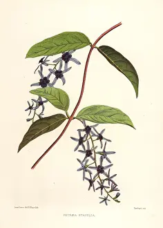 Ninian: Sandpaper vine, Petrea volubilis