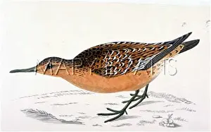 Tringa: SANDPIPER/KNOT 1851