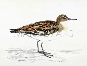 Tringa: SANDPIPER (MORRIS)