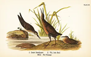 Osprey: Least sandpiper and Virginia rail