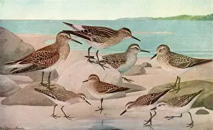 Bairds: Sandpipers