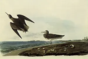 Sandpiper: Sandpipers