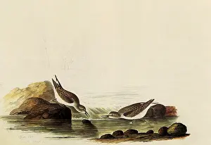 Sandpipers: Least Sandpipers