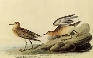 Perches: Sandpipers