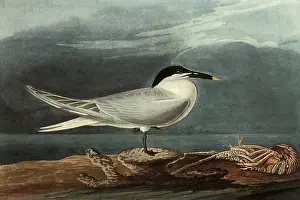Lobster: Sandwich Tern