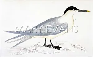 Sterna: SANDWICH TERN (MORRIS)