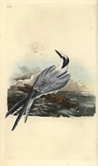 Thalasseus: Sandwich tern, Thalasseus sandvicensis