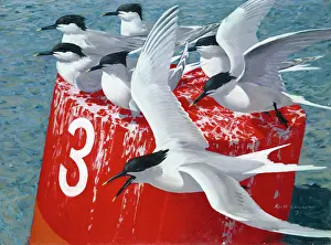 Buoy: Sandwich Terns on Number 3