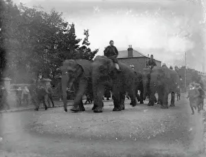 Sangers: Sangers circus elephants, Crook Log