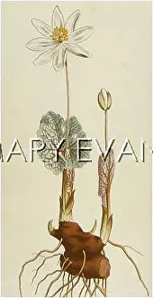 Bloodroot: SANGUINARIA CANADENSIS