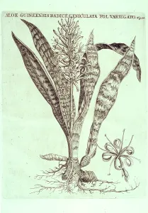 Caspar: Sanseveria hyacinthoides, bowstring hemp