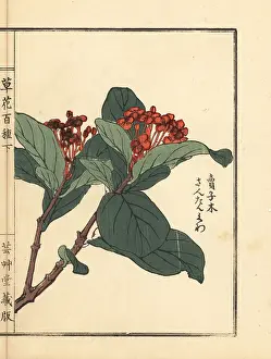Geranium: Santanka or jungle geranium, Ixora coccinea