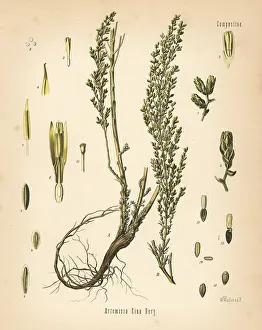 Artemisia: Santonica or wormseed, Artemisia cina