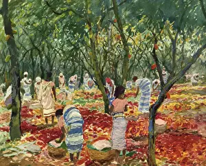 Tome: SAO TOME COCOA HARVEST