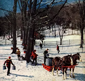 Syrup: Sap Gathering