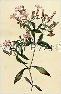 Saponaria: SAPONARIA OCYMOIDES