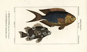 Antiquus: Sapphire damsel and harlequin sweetlips
