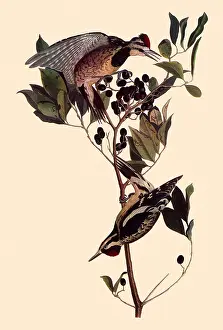 Varius: Sapsuckers