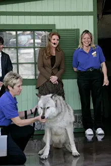 Allstar Picture Library Ltd.: Sarah Ferguson & Wolf Sarah Ferguson & Wolf