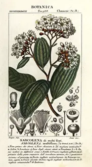 Corsi: Sarcolaena multiflora
