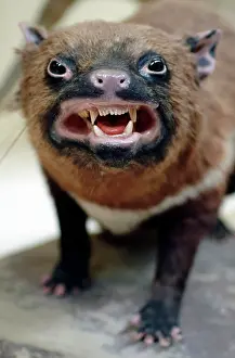 Marsupialia: Sarcophilus laniarius, Tasmanian devil
