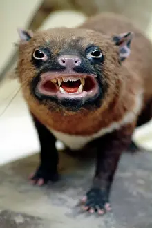 Marsupialia: Sarcophilus laniarius, Tasmanian devil