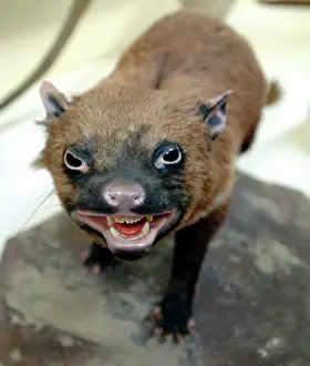 Sarcophilus: Sarcophilus laniarius, Tasmanian devil