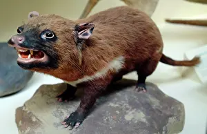 Marsupialia: Sarcophilus laniarius, Tasmanian devil