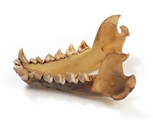 Jawbone: Sarcophilus laniarius, Tasmanian devil