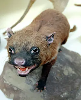 Sarcophilus: Sarcophilus laniarius, Tasmanian devil