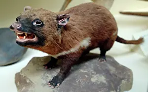 Marsupialia: Sarcophilus laniarius, Tasmanian devil