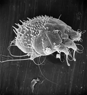 Sarcoptes scabiei, scabies mite