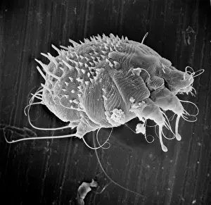 Mite: Sarcoptes scabiei, scabies mite