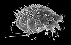 Mite: Sarcoptes scabiei, scabies mite