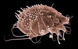 Mite: Sarcoptes scabiei, scabies mite