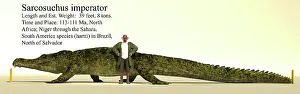 Archaeologist: Sarcosuchus size reference chart