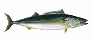 Scomber: Sarda sarda, or Pelamis sarda