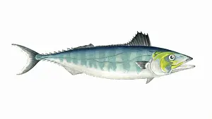 Finned: Sarda sarda, or Short-Finned Tunny