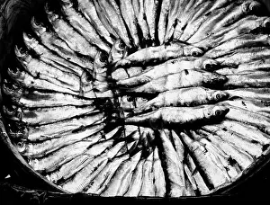 Sardines: Italy