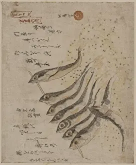 Sardines: Sardines