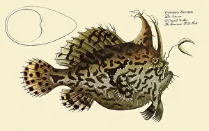 Stretched: Sargassum Frogfish