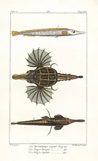 Dragonfish: Sargassum pipefish, little dragonfish, and longtail seamouth