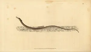 Syngnathus: Sargassum pipefish or pelagic pipefish, Syngnathus pelagicus