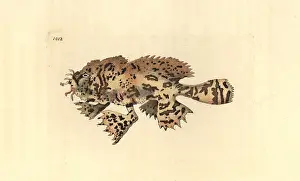 Histrio: Sargassumfish, Histrio histrio