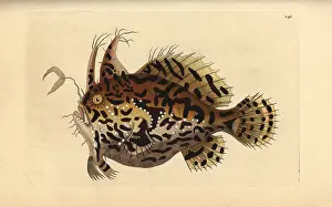 Histrio: Sargassumfish, Histrio histrio