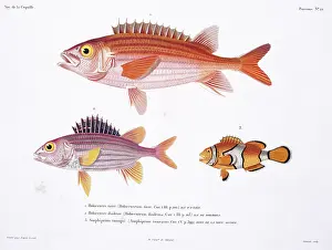 Duperrey: Sargocentron hastatum, red squirrelfish, Amphiprion percula
