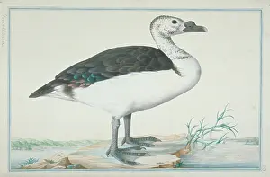 Gideon: Sarkidiornis melanotus, comb duck